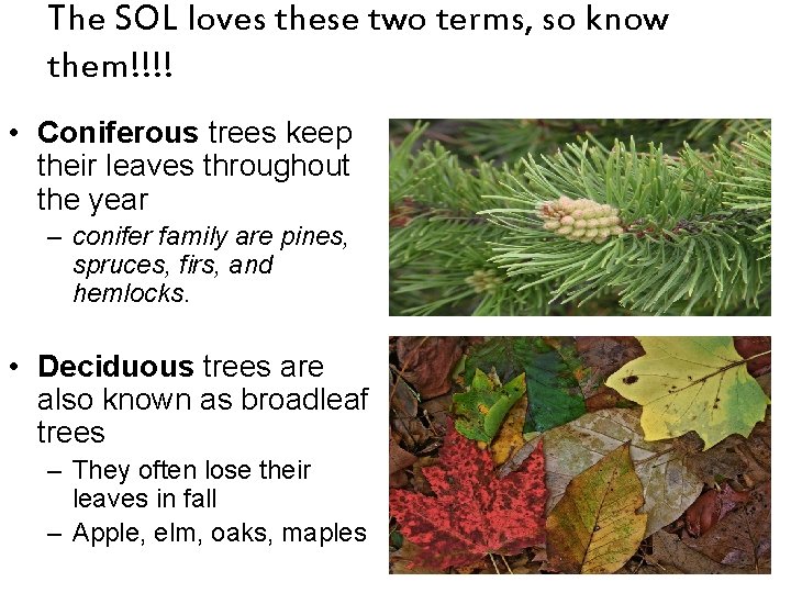 The SOL loves these two terms, so know them!!!! • Coniferous trees keep their