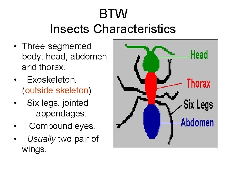 BTW Insects Characteristics • Three-segmented body: head, abdomen, and thorax. • Exoskeleton. (outside skeleton)