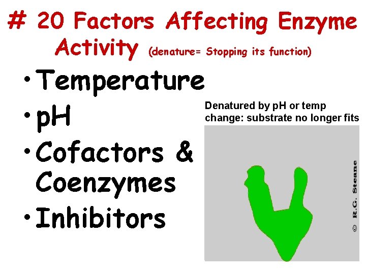 # 20 Factors Affecting Enzyme Activity (denature= Stopping its function) • Temperature • p.