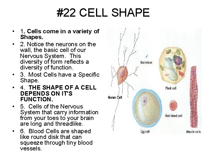 #22 CELL SHAPE • 1. Cells come in a variety of Shapes. • 2.