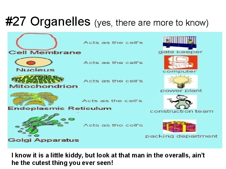 #27 Organelles (yes, there are more to know) I know it is a little