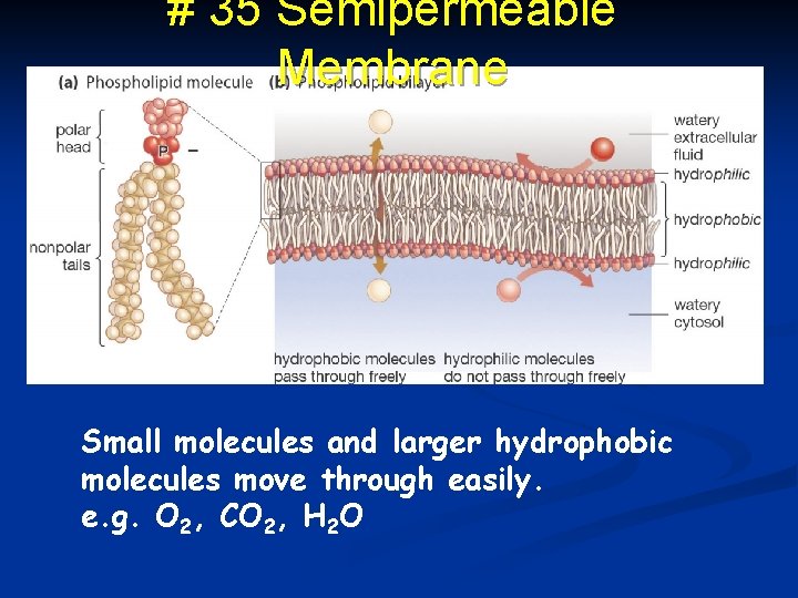 # 35 Semipermeable Membrane Small molecules and larger hydrophobic molecules move through easily. e.