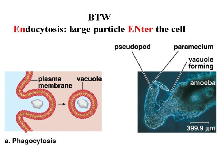 BTW Endocytosis: large particle ENter the cell 