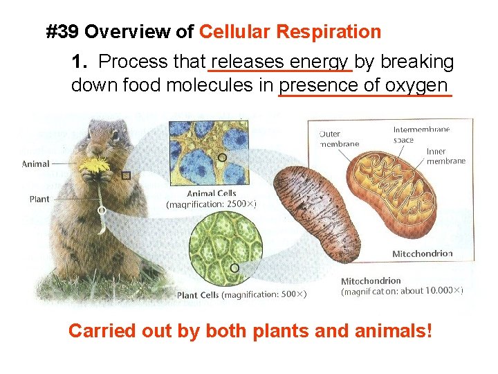 #39 Overview of Cellular Respiration 1. Process that releases energy by breaking down food