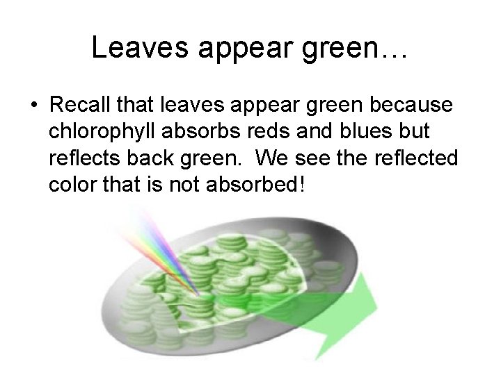Leaves appear green… • Recall that leaves appear green because chlorophyll absorbs reds and