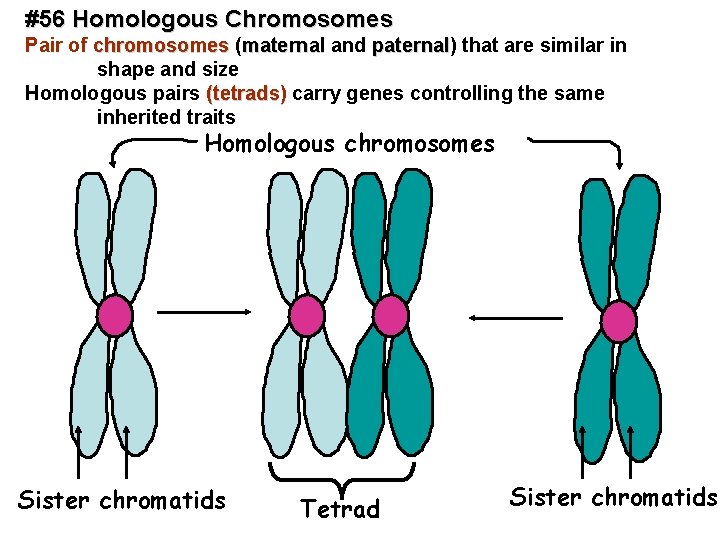 #56 Homologous Chromosomes Pair of chromosomes ( paternal) that are similar in chromosomes maternal