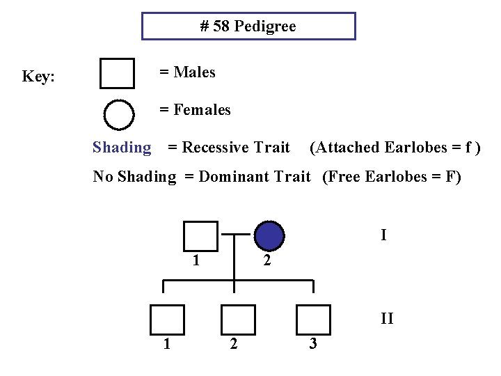 # 58 Pedigree Key: = Males = Females Shading = Recessive Trait (Attached Earlobes