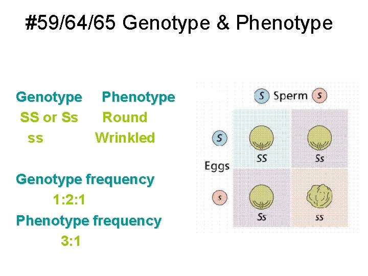 #59/64/65 Genotype & Phenotype Genotype Phenotype SS or Ss Round ss Wrinkled Genotype frequency