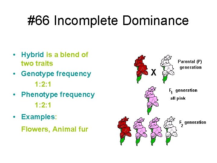 #66 Incomplete Dominance • Hybrid is a blend of two traits • Genotype frequency