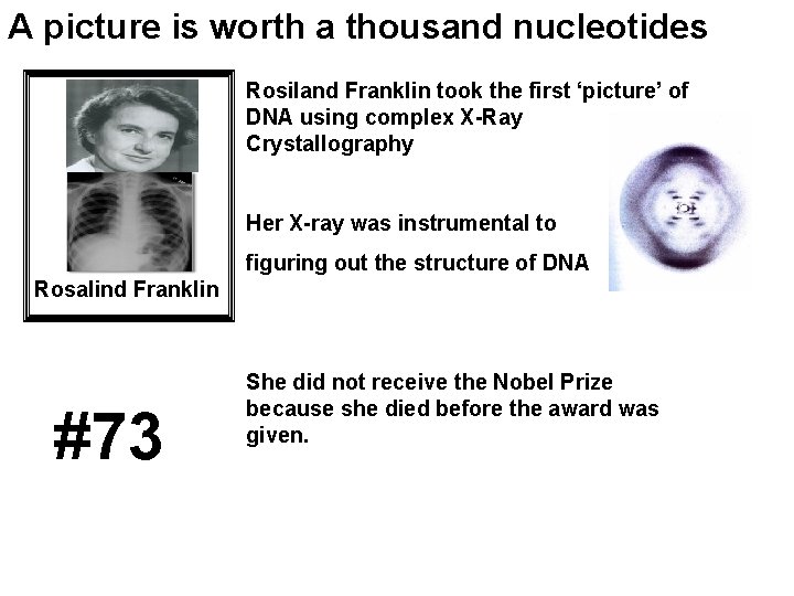 A picture is worth a thousand nucleotides Rosiland Franklin took the first ‘picture’ of