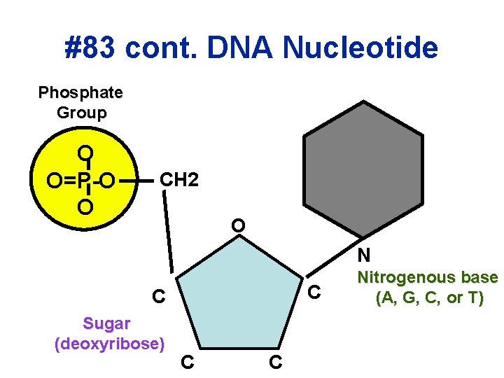 #83 cont. DNA Nucleotide Phosphate Group O O=P-O O CH 2 O N C