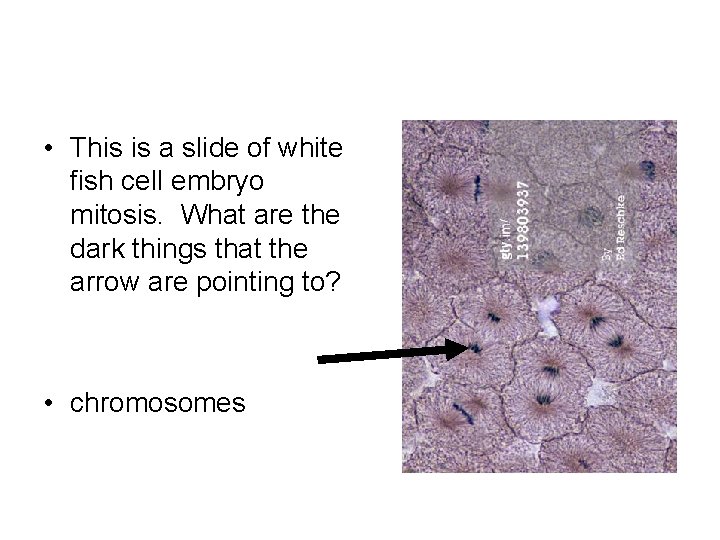  • This is a slide of white fish cell embryo mitosis. What are