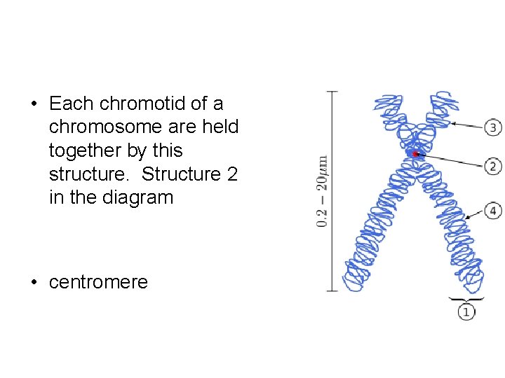  • Each chromotid of a chromosome are held together by this structure. Structure