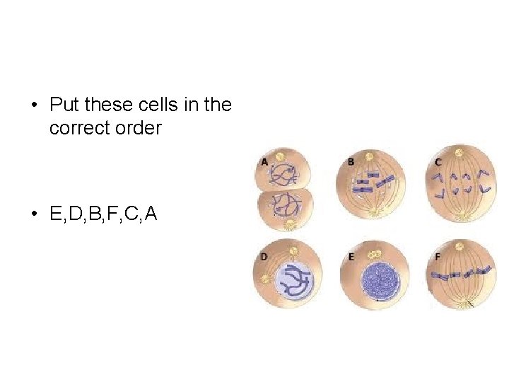  • Put these cells in the correct order • E, D, B, F,