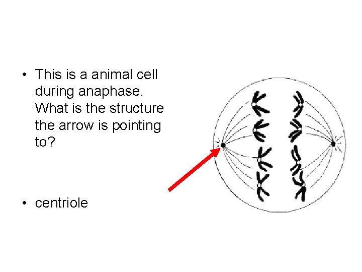  • This is a animal cell during anaphase. What is the structure the