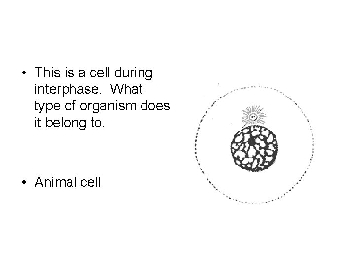  • This is a cell during interphase. What type of organism does it
