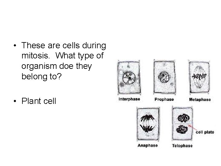  • These are cells during mitosis. What type of organism doe they belong