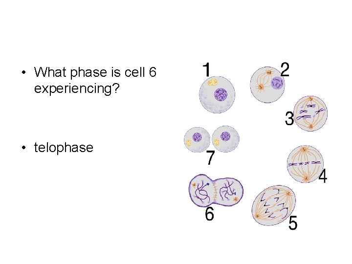  • What phase is cell 6 experiencing? • telophase 