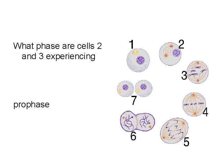 What phase are cells 2 and 3 experiencing prophase 