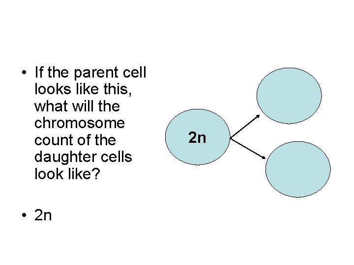  • If the parent cell looks like this, what will the chromosome count