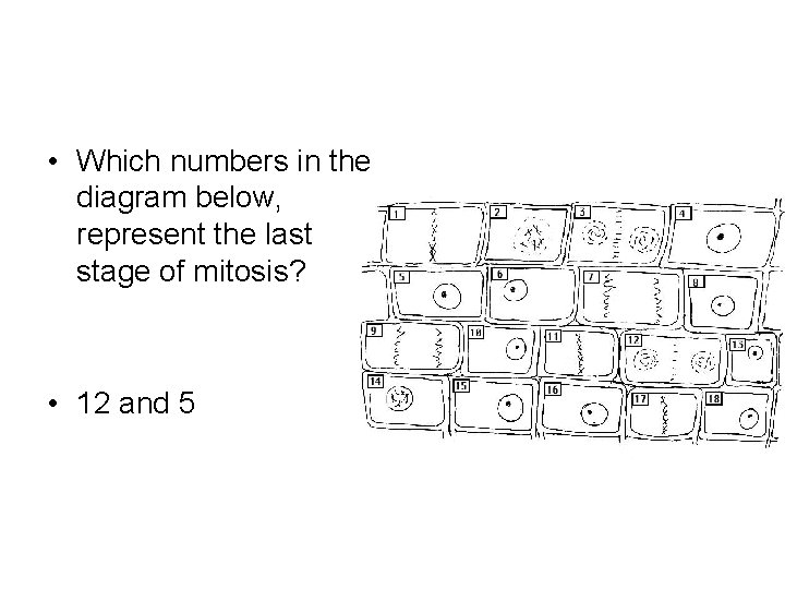  • Which numbers in the diagram below, represent the last stage of mitosis?