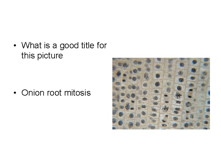  • What is a good title for this picture • Onion root mitosis