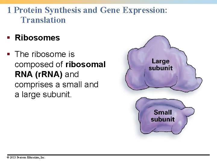 1 Protein Synthesis and Gene Expression: Translation § Ribosomes § The ribosome is composed