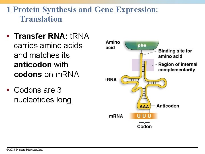 1 Protein Synthesis and Gene Expression: Translation § Transfer RNA: t. RNA carries amino