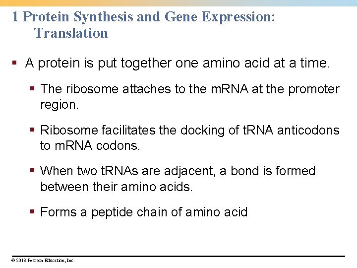 1 Protein Synthesis and Gene Expression: Translation § A protein is put together one