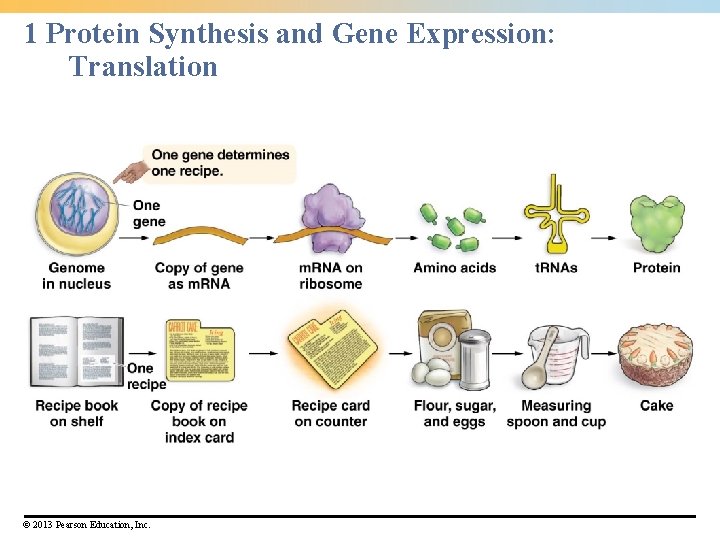 1 Protein Synthesis and Gene Expression: Translation © 2013 Pearson Education, Inc. 