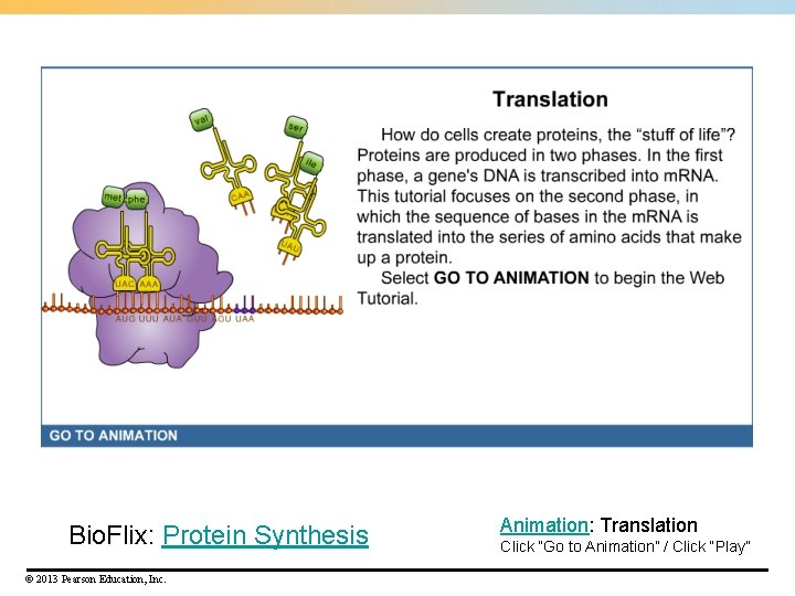 Bio. Flix: Protein Synthesis © 2013 Pearson Education, Inc. Animation: Translation Click “Go to