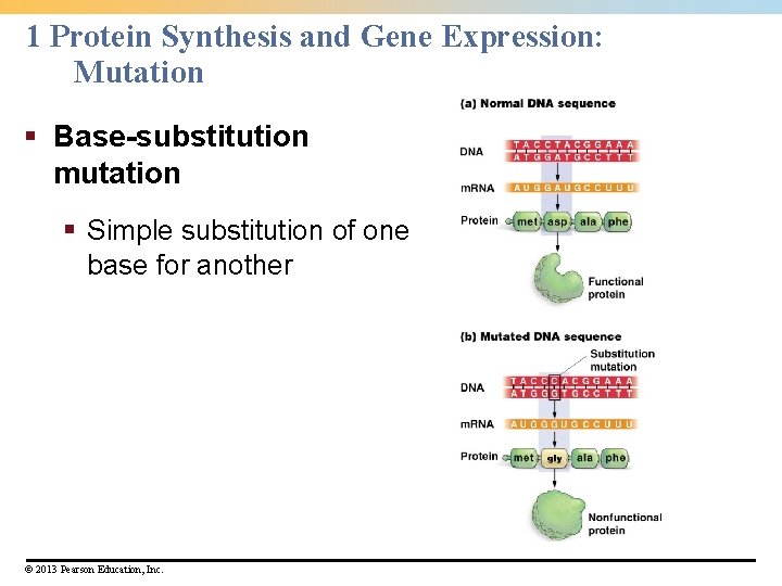 1 Protein Synthesis and Gene Expression: Mutation § Base-substitution mutation § Simple substitution of