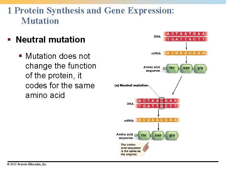1 Protein Synthesis and Gene Expression: Mutation § Neutral mutation § Mutation does not