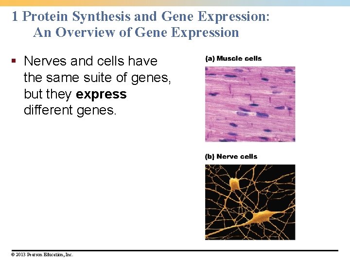 1 Protein Synthesis and Gene Expression: An Overview of Gene Expression § Nerves and