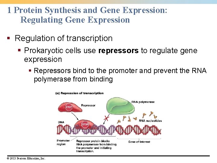 1 Protein Synthesis and Gene Expression: Regulating Gene Expression § Regulation of transcription §