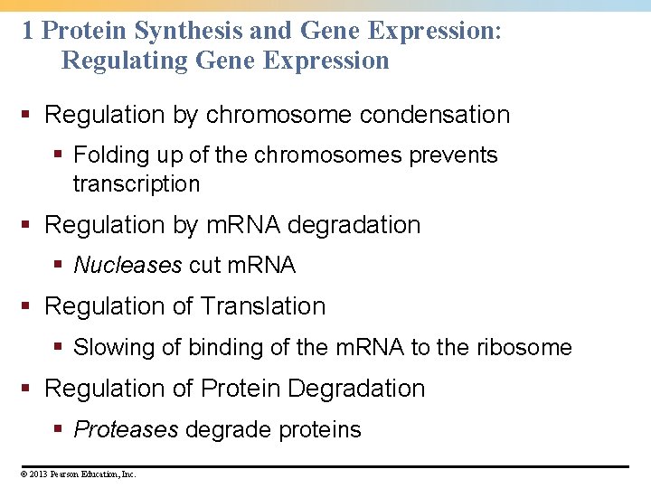 1 Protein Synthesis and Gene Expression: Regulating Gene Expression § Regulation by chromosome condensation