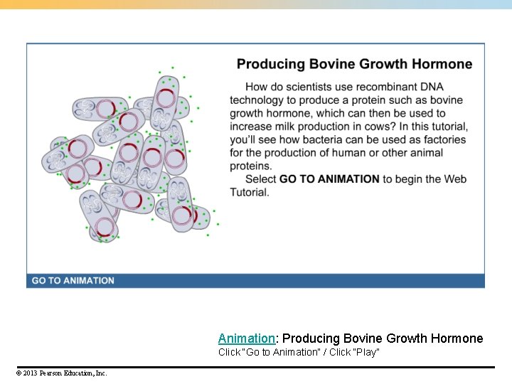 Animation: Producing Bovine Growth Hormone Click “Go to Animation” / Click “Play” © 2013