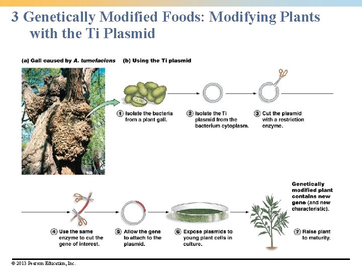 3 Genetically Modified Foods: Modifying Plants with the Ti Plasmid © 2013 Pearson Education,