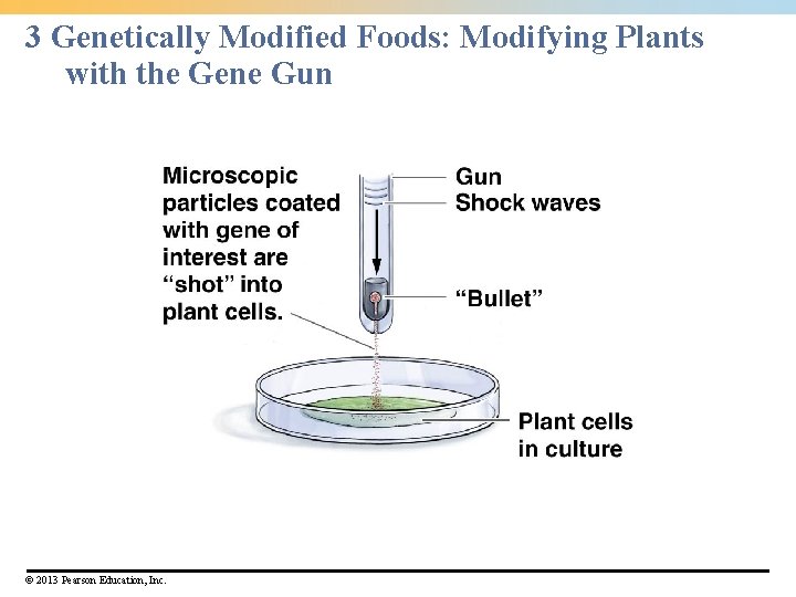 3 Genetically Modified Foods: Modifying Plants with the Gene Gun © 2013 Pearson Education,