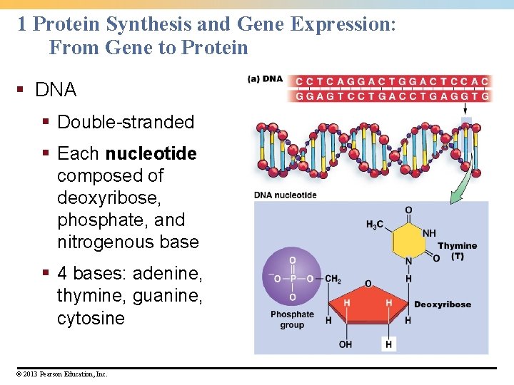 1 Protein Synthesis and Gene Expression: From Gene to Protein § DNA § Double-stranded