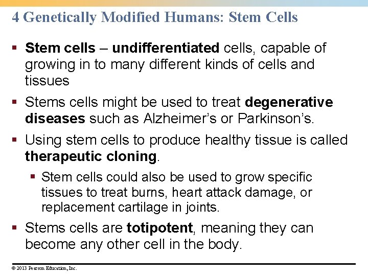 4 Genetically Modified Humans: Stem Cells § Stem cells – undifferentiated cells, capable of