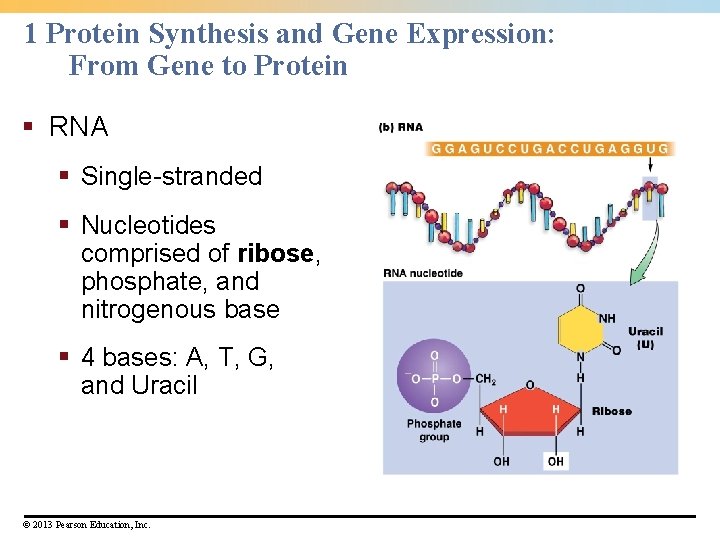 1 Protein Synthesis and Gene Expression: From Gene to Protein § RNA § Single-stranded