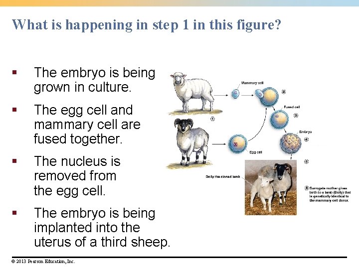 What is happening in step 1 in this figure? § The embryo is being