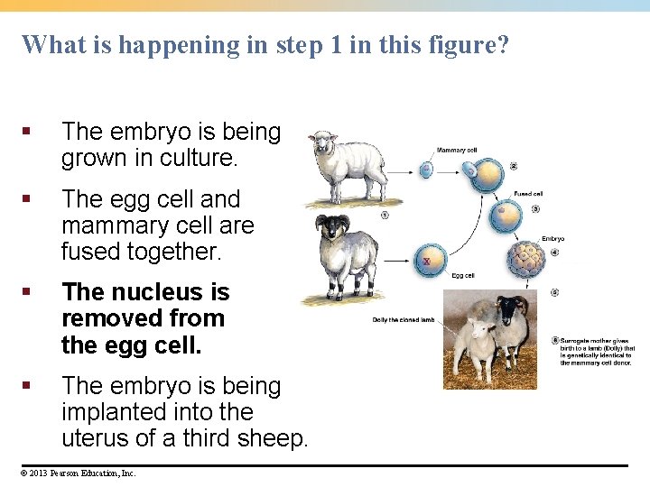 What is happening in step 1 in this figure? § The embryo is being