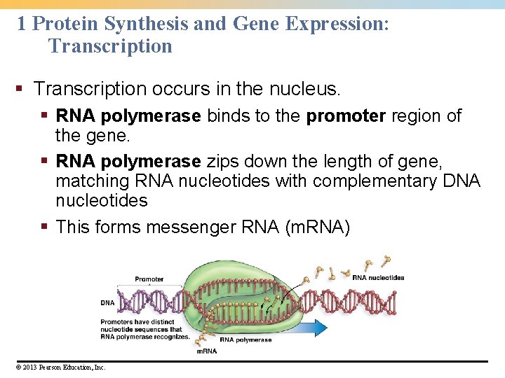 1 Protein Synthesis and Gene Expression: Transcription § Transcription occurs in the nucleus. §