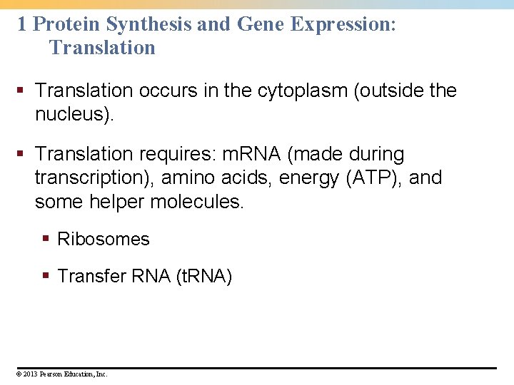 1 Protein Synthesis and Gene Expression: Translation § Translation occurs in the cytoplasm (outside