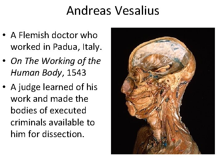 Andreas Vesalius • A Flemish doctor who worked in Padua, Italy. • On The