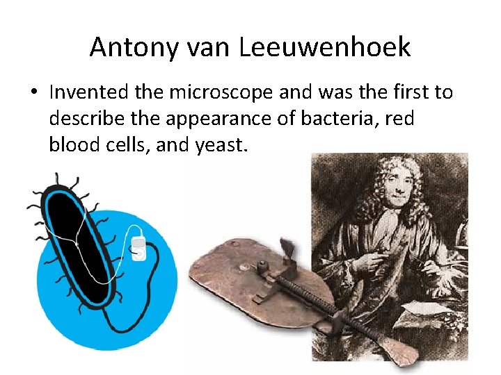 Antony van Leeuwenhoek • Invented the microscope and was the first to describe the