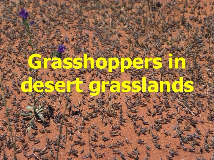 Grasshoppers in desert grasslands 