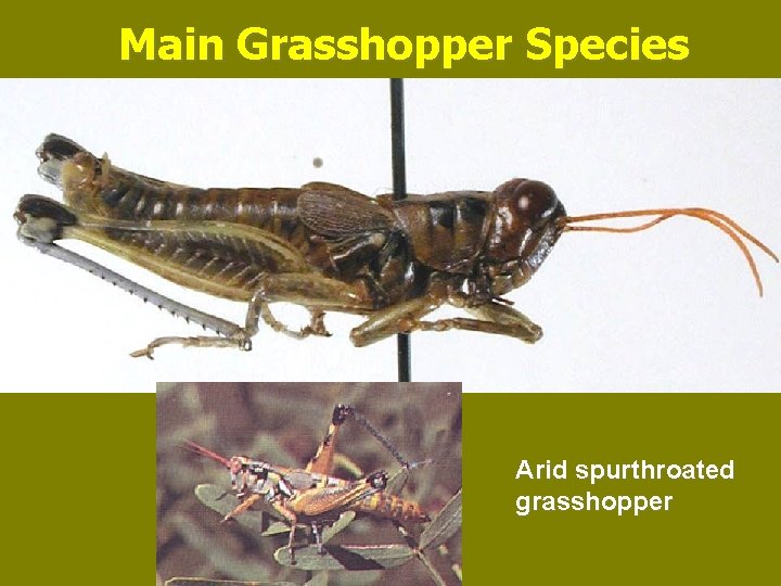 Main Grasshopper Species Arid spurthroated grasshopper 